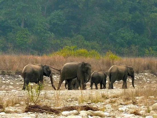Rajaji National Park