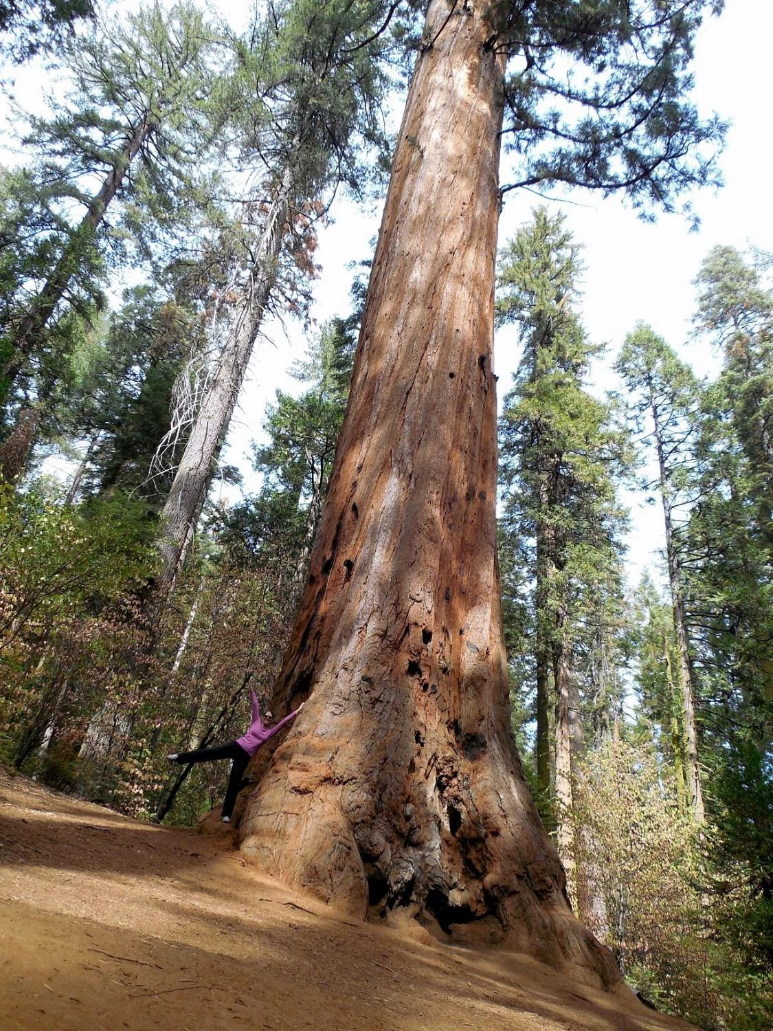 Nelder Grove