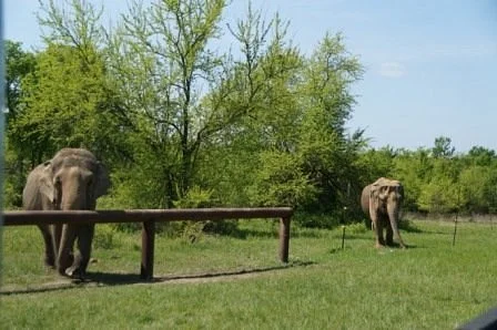 The Endangered Ark Foundation