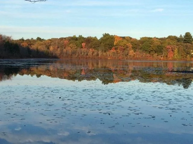 Hammond Pond Reservation