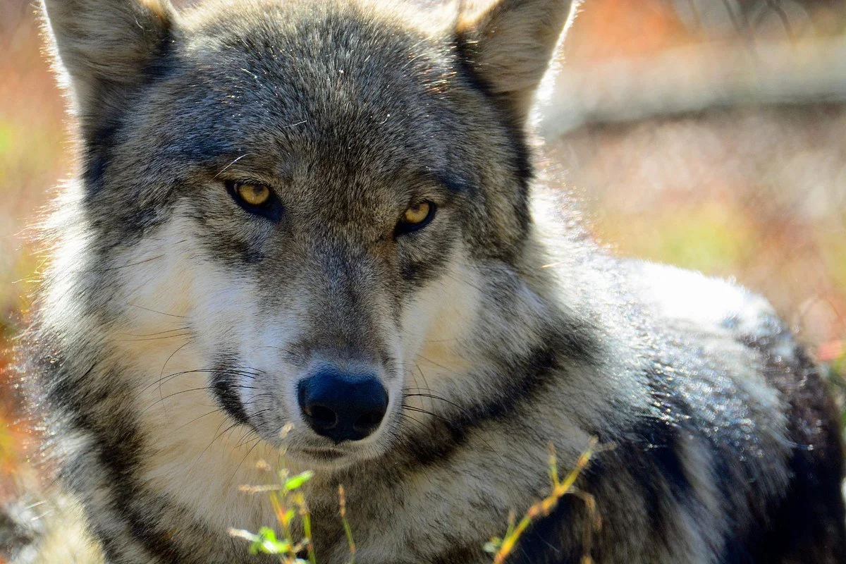 Lakota Wolf Preserve