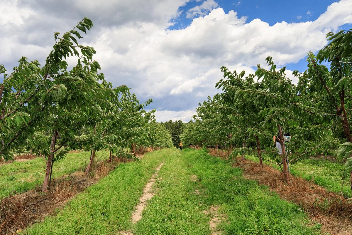 Ochs Orchard
