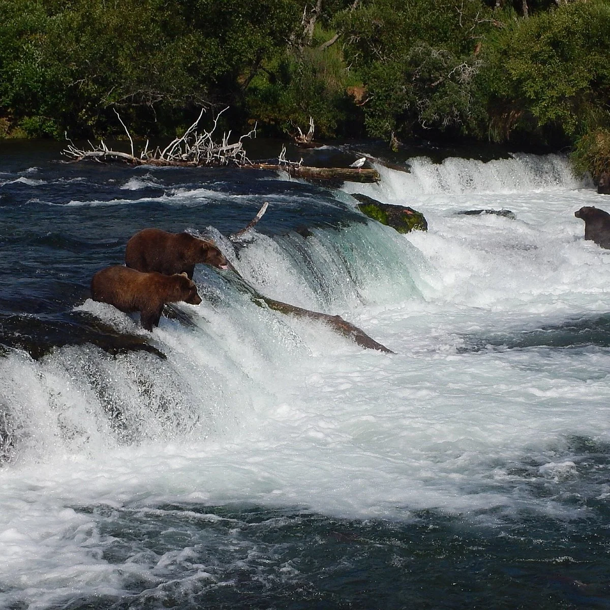 Brooks Falls