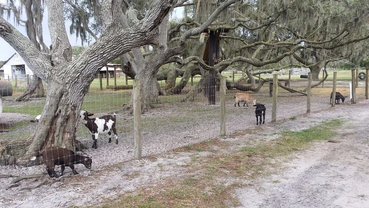 Dakin Dairy Farms