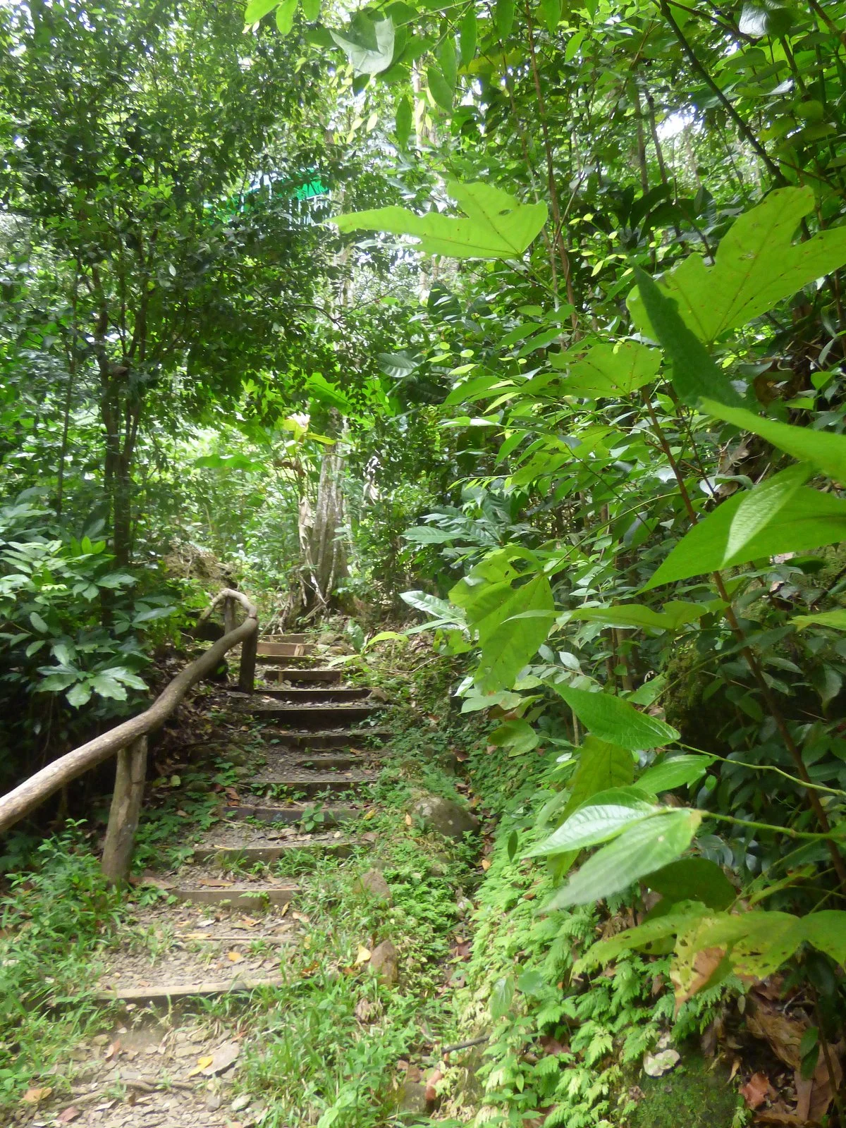 St. Lucia Rain Forest