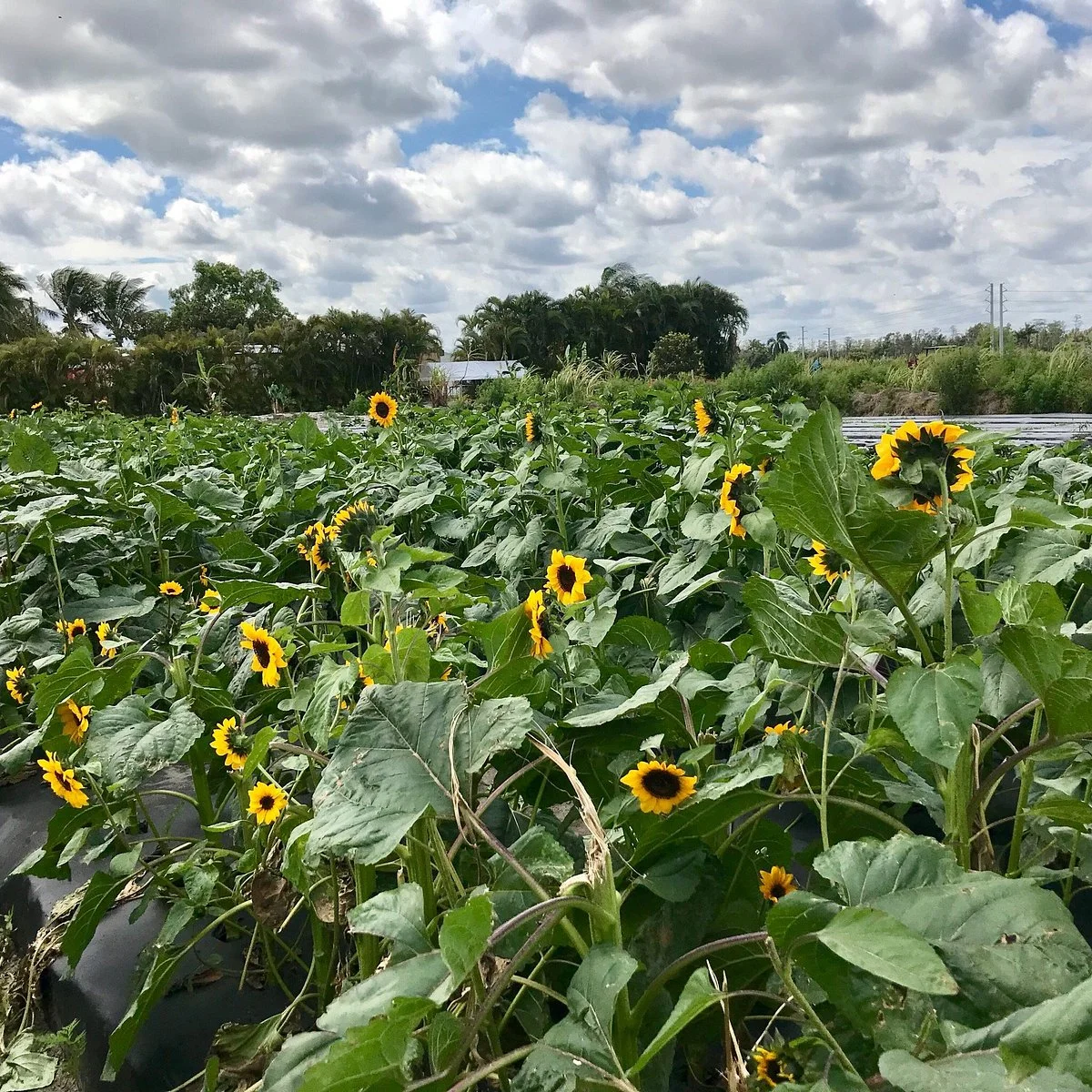 Bedner's Farm Fresh Market