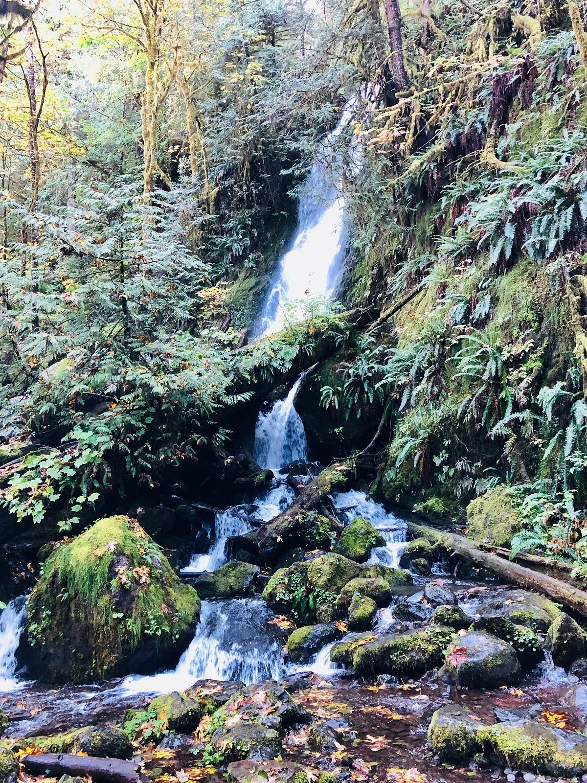 Quinault Rain Forest