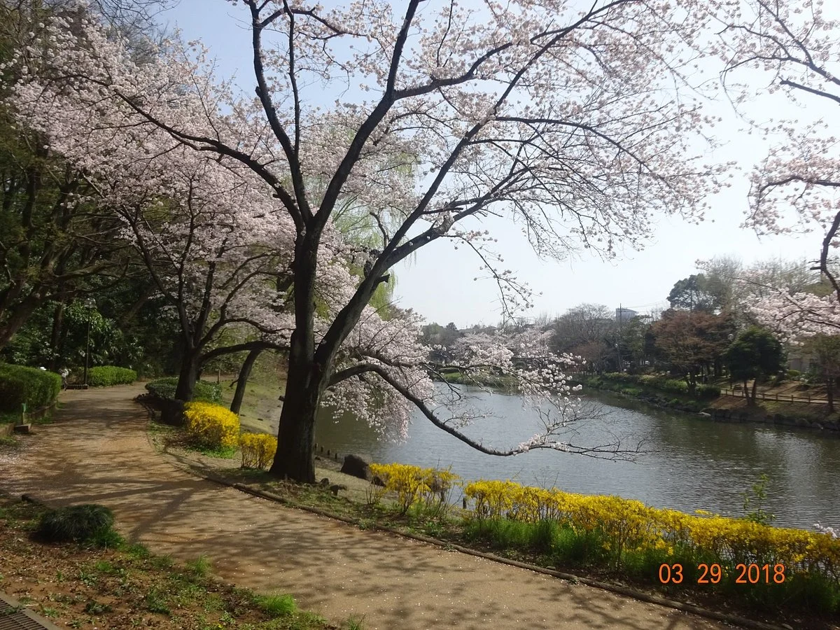 Junsai Pond Area