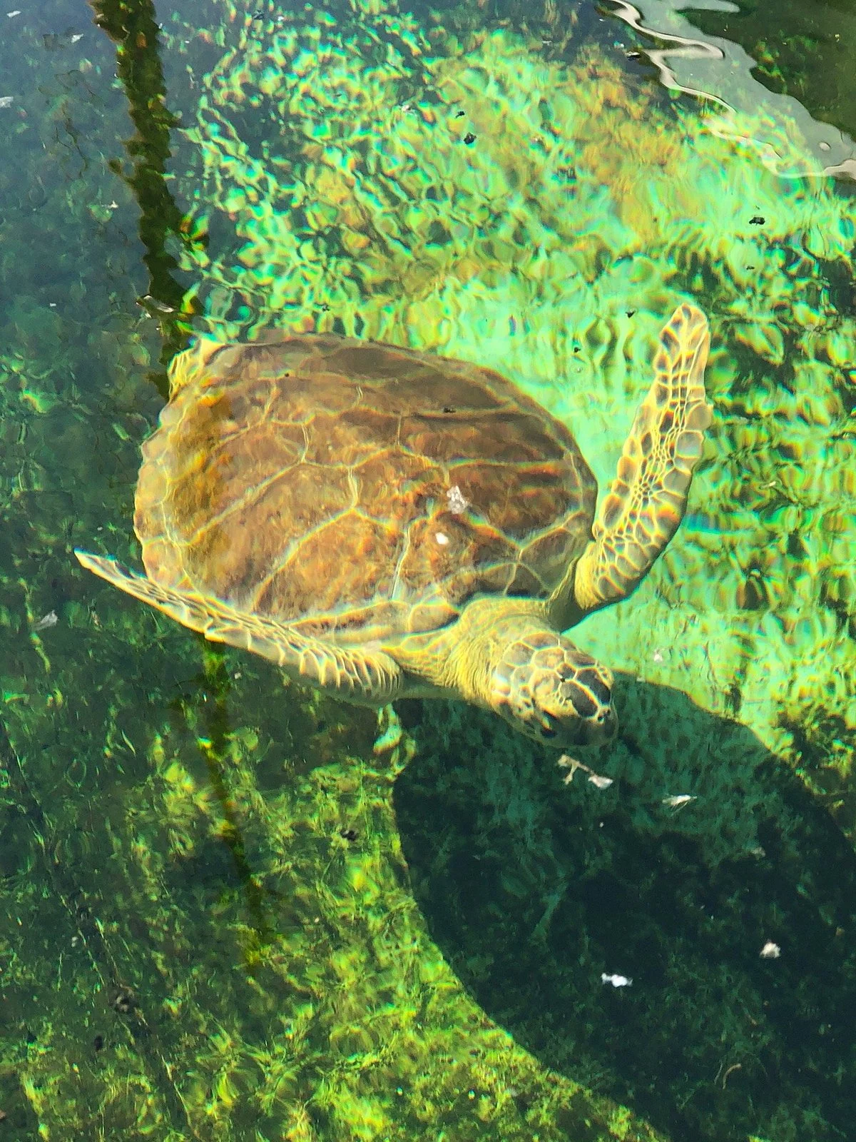 Texas Sealife Center
