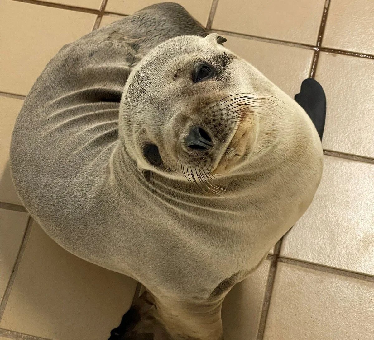 Pacific Marine Mammal Center