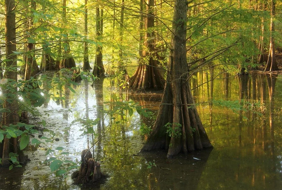 Bogue Chitto National Wildlife Refuge