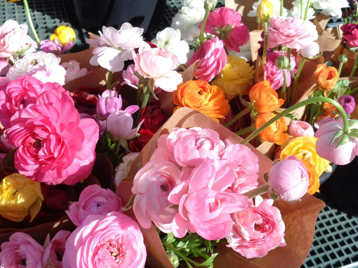 St Petersburg Saturday Morning Market