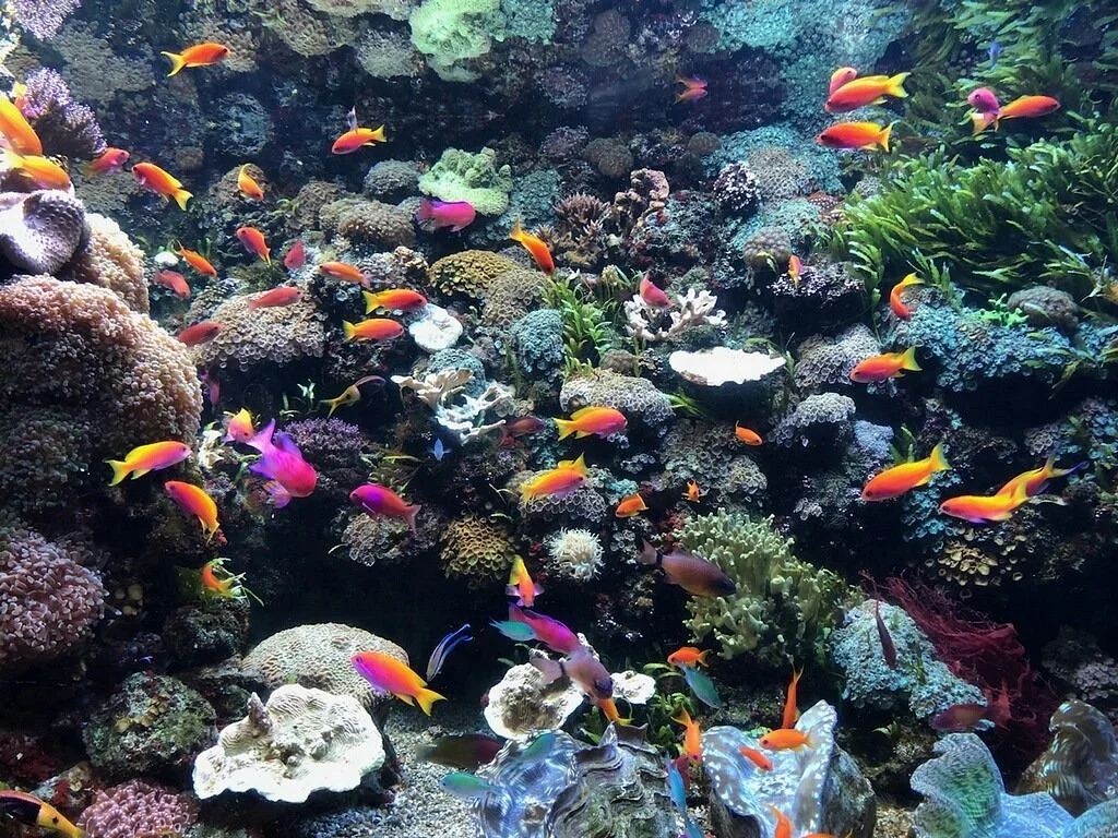 Downtown Aquarium
