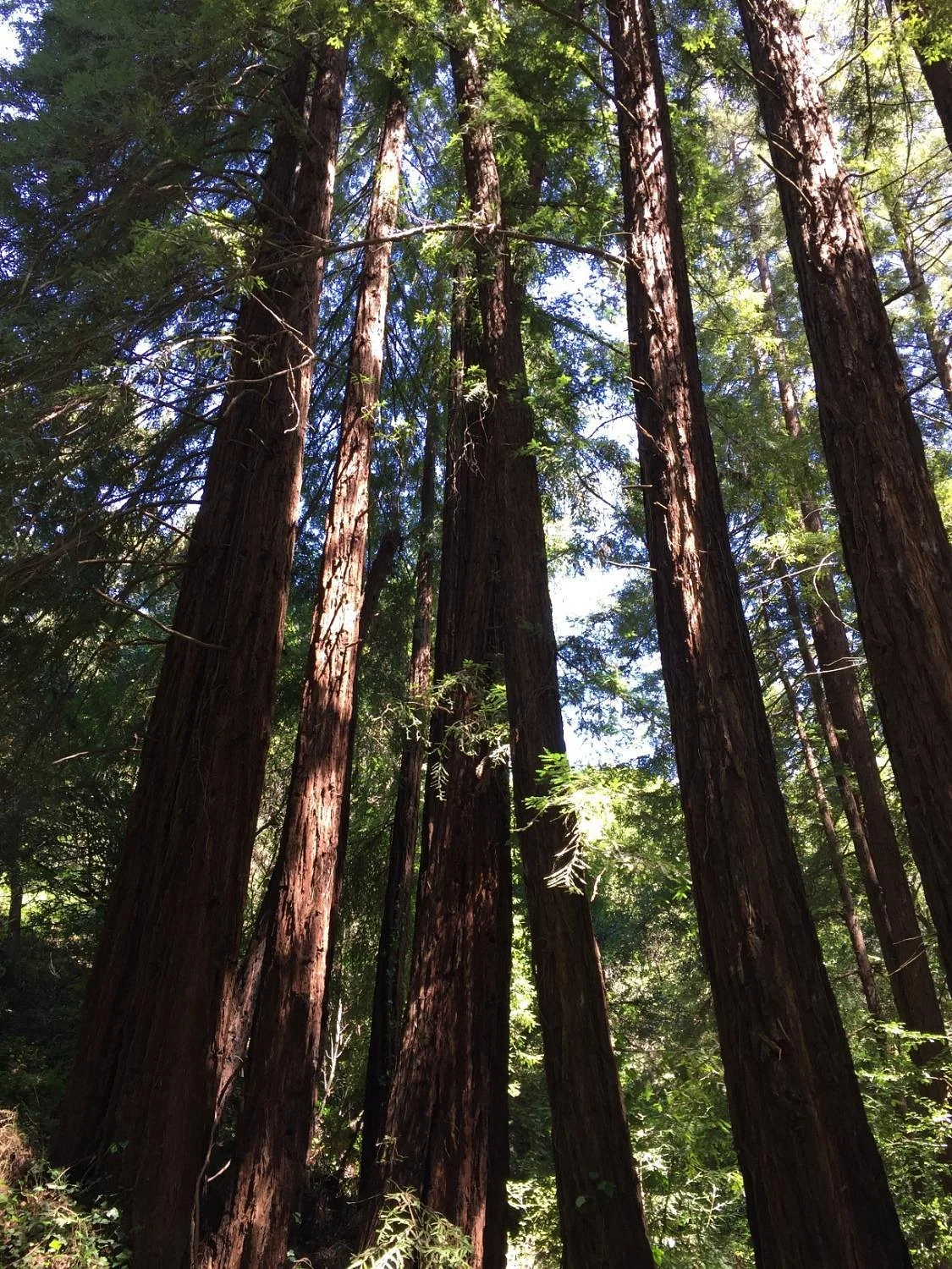 Joaquin Miller Park