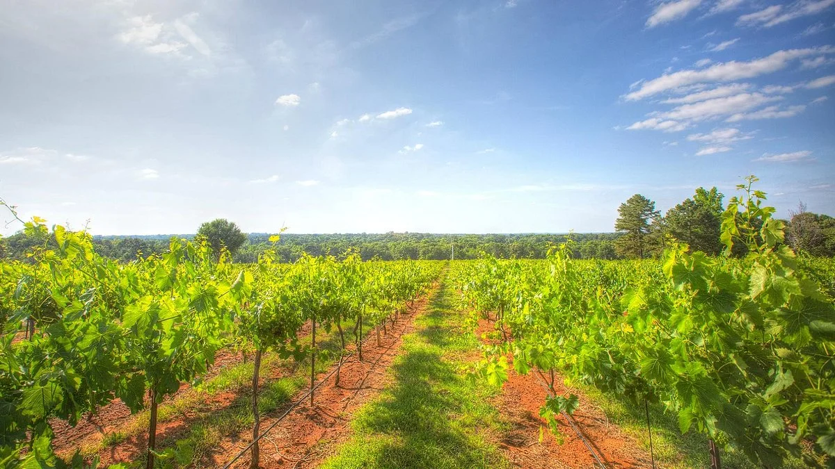 Kiepersol Vineyards, Winery & Distillery