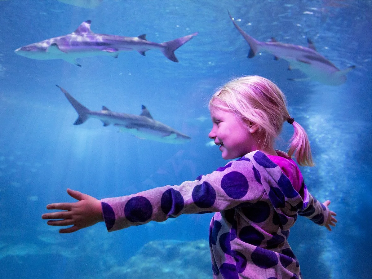 SEA LIFE Michigan Aquarium