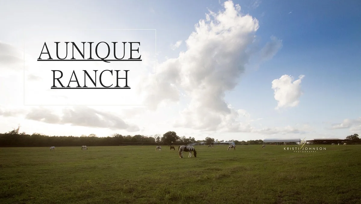 Aunique Ranch Gypsy Cob Vanner Horses