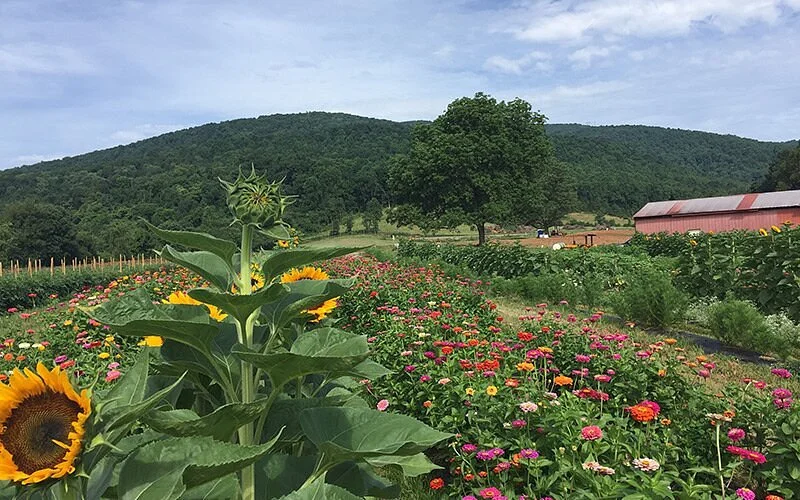 Chiles Peach Orchard