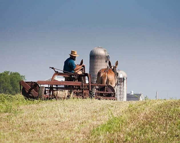Old Windmill Farm