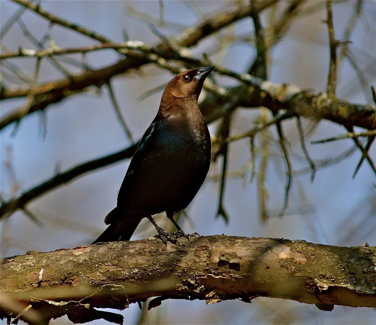 Ojibway Nature Centre