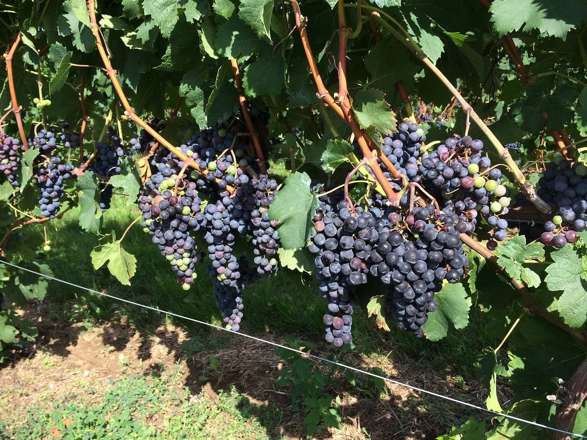 Contessa Wine Cellars Tasting Room