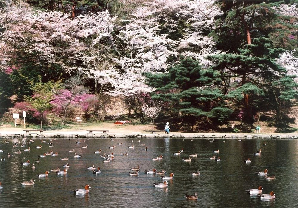 Miyama Park