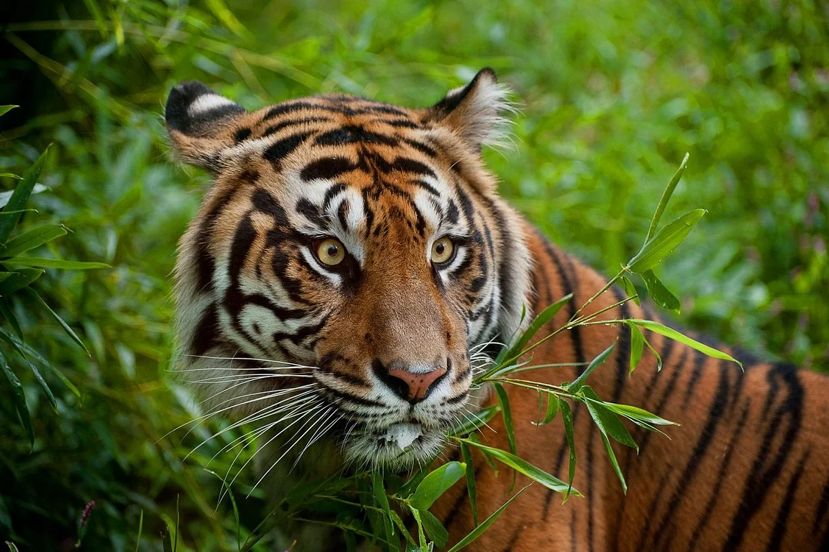 Akron Zoo