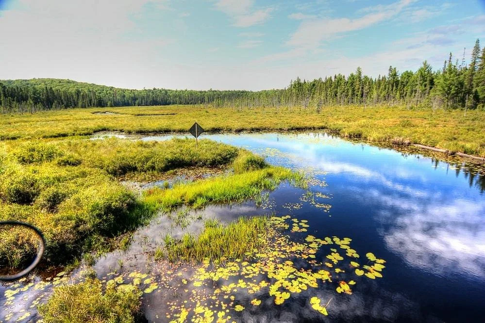 Spruce Bog Boardwalk Trail