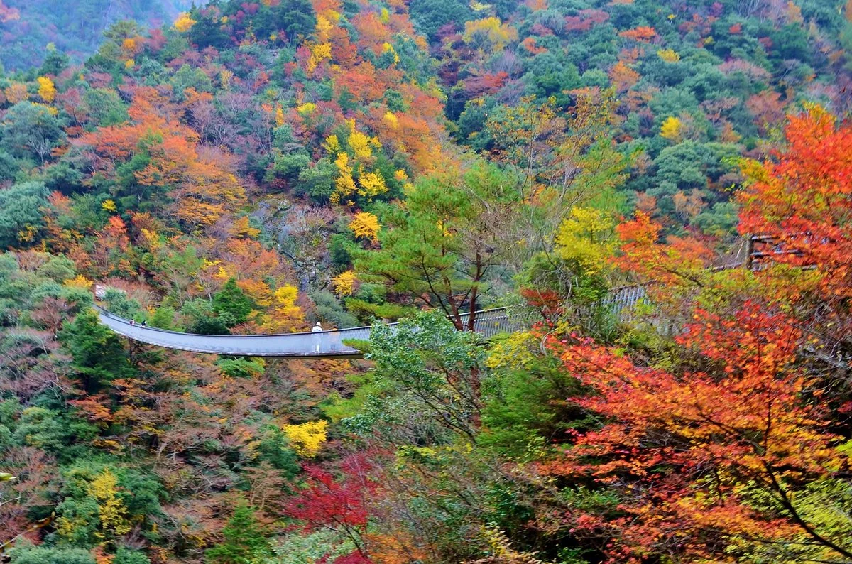 Supension Bridge, Umenoki Todoroki Park
