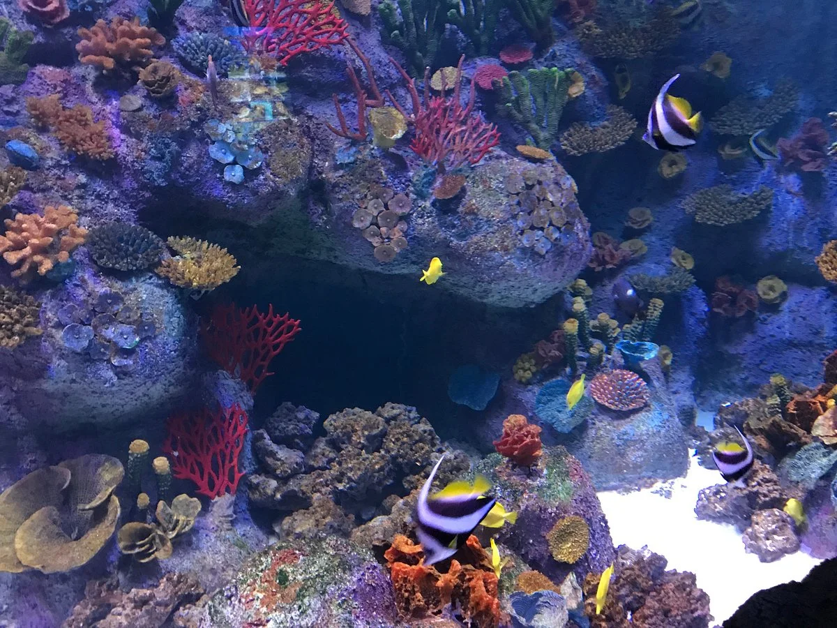 Via Aquarium