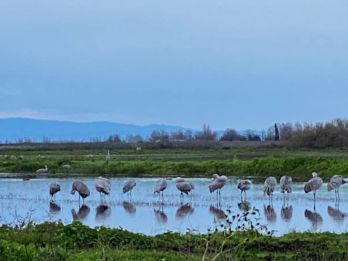 Isenberg Crane Reserve