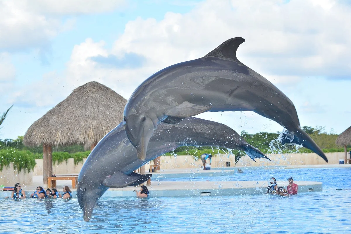 Dolphin Discovery Punta Cana