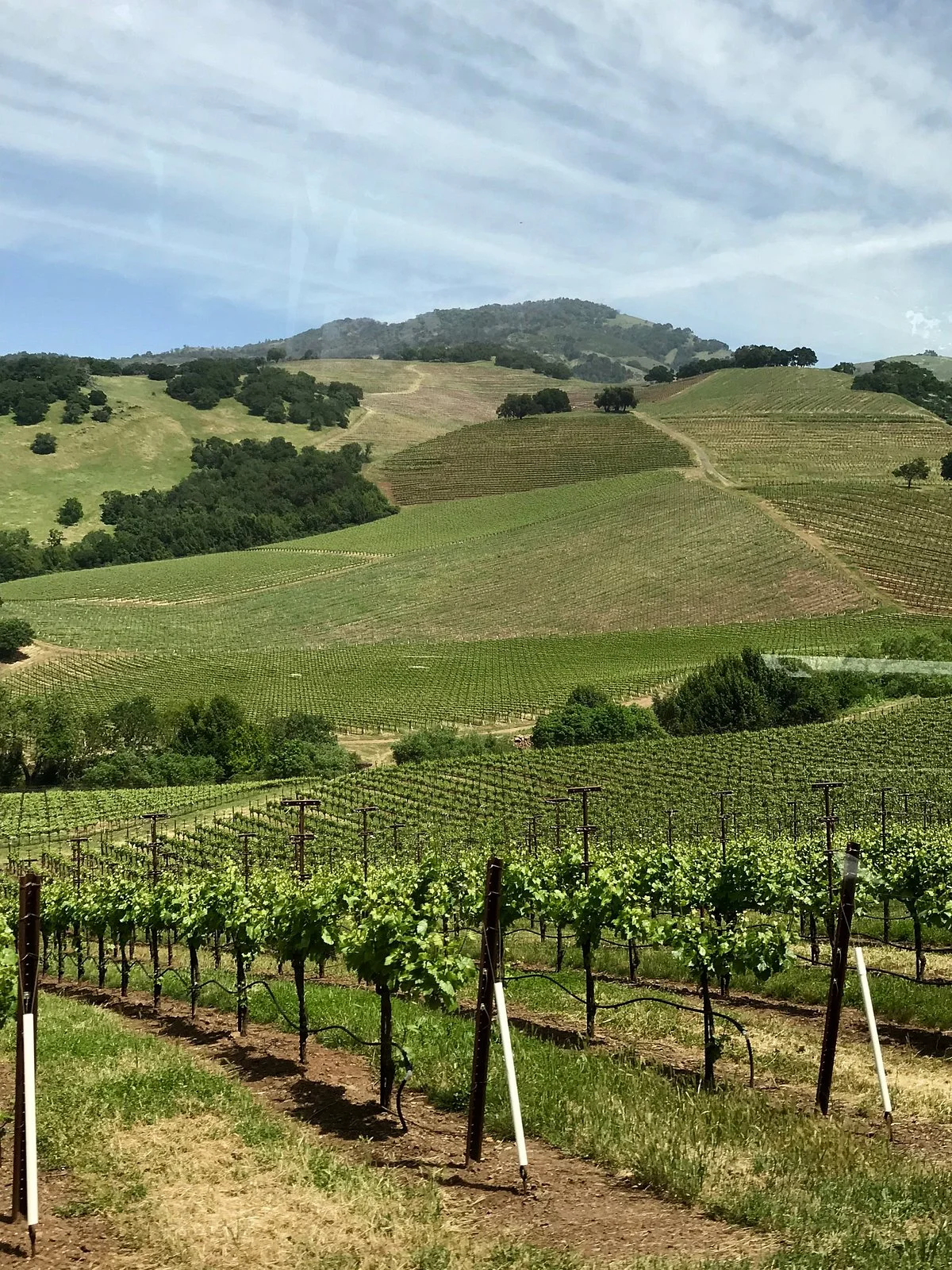 Kunde Family Winery