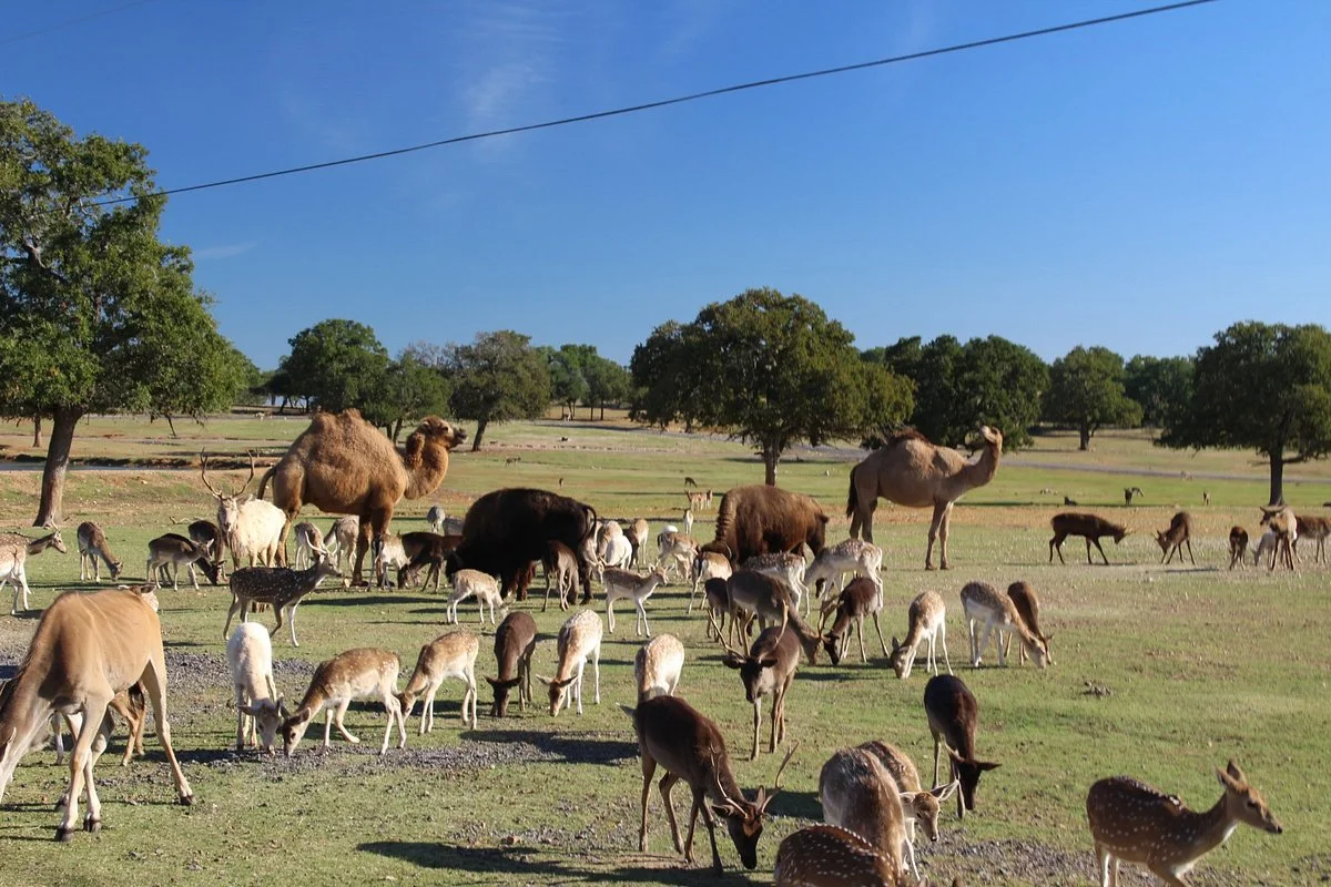 Exotic Resort Zoo, Inc.