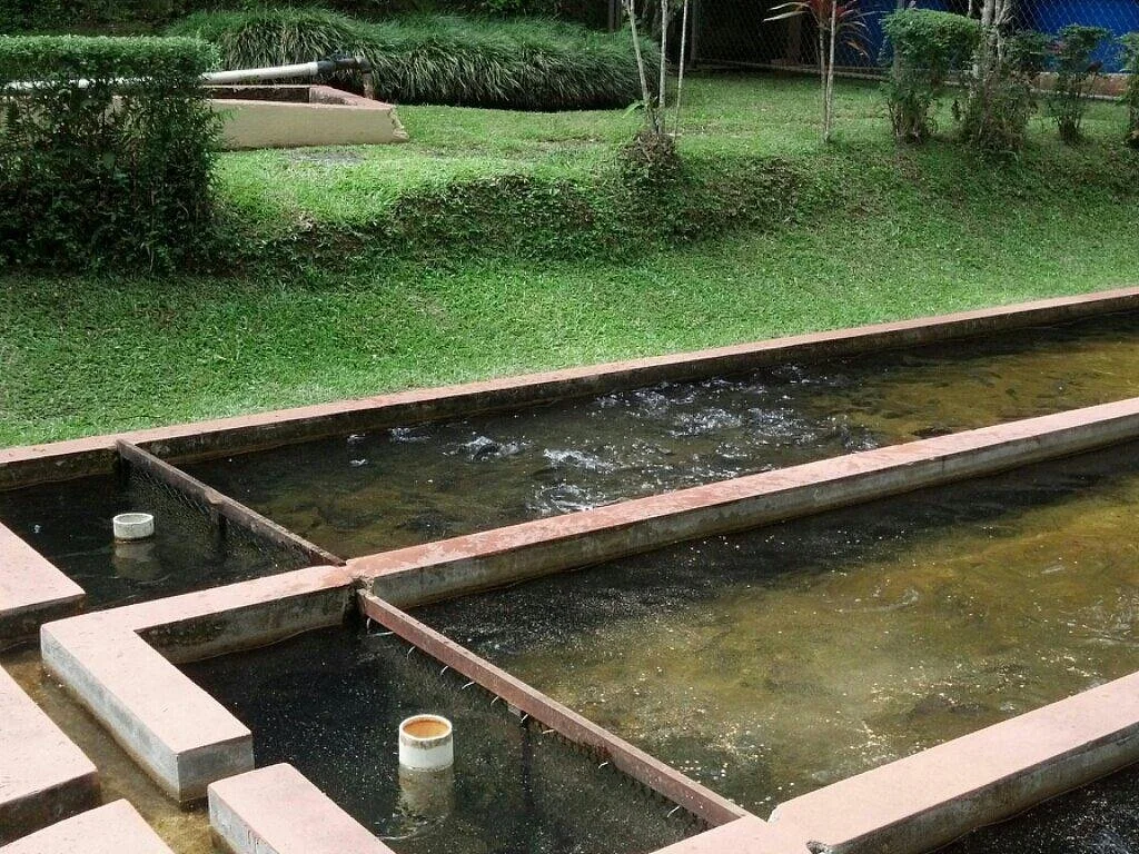 Vivero de Peces de Maricao