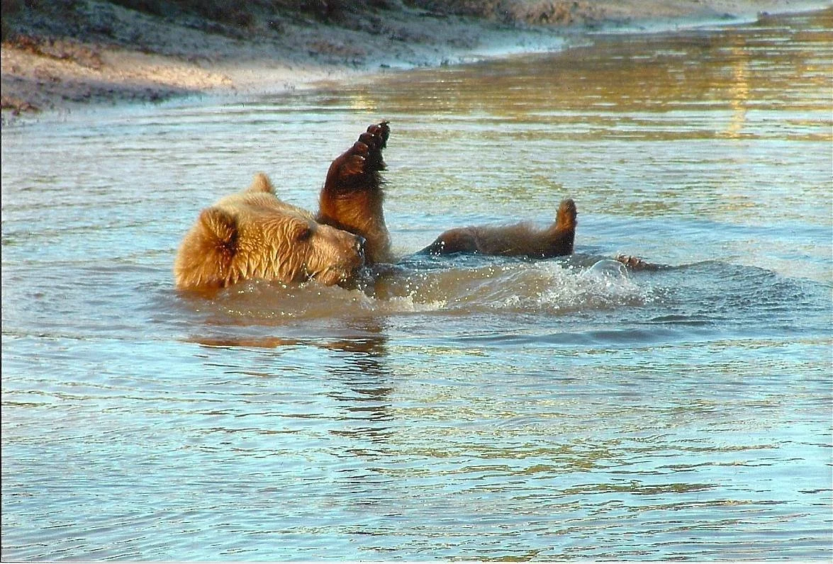 Bearadise Ranch