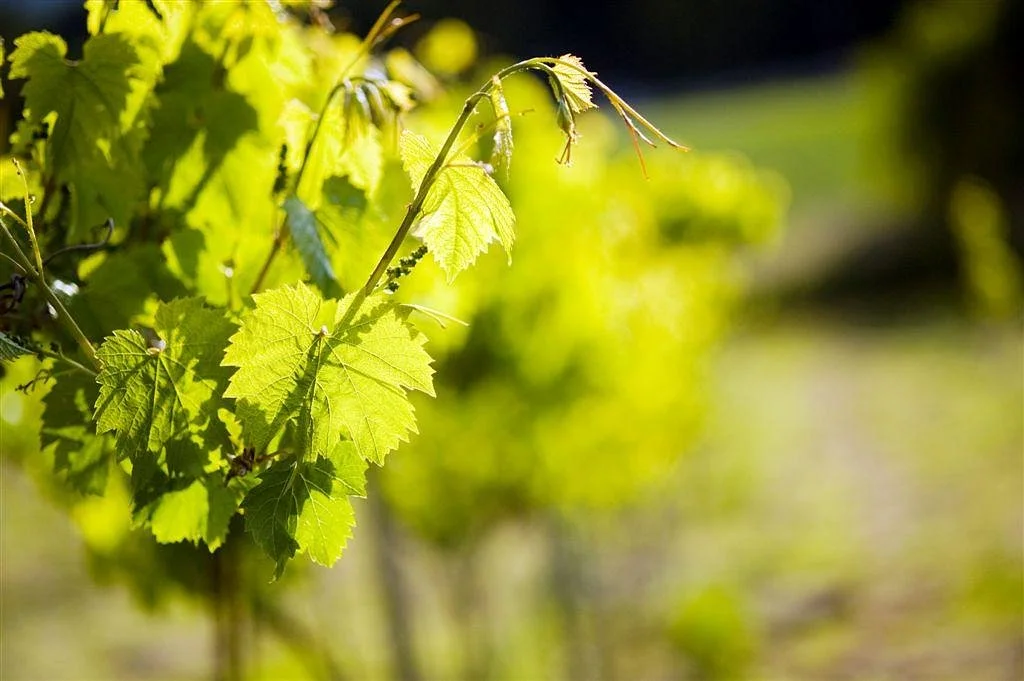 Rocky Creek Winery