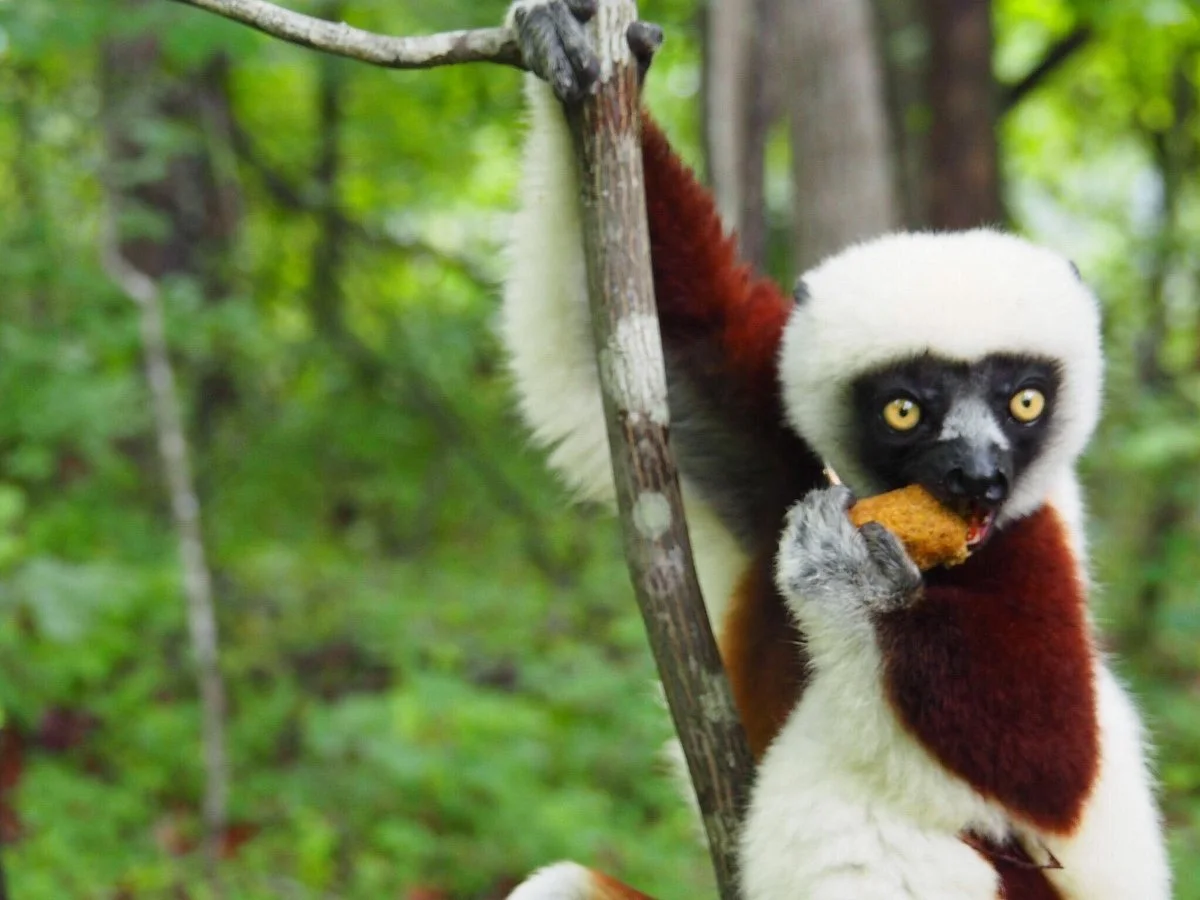 Duke Lemur Center
