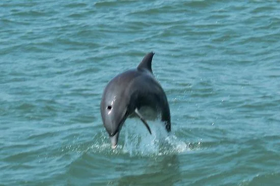 Kohootz Dolphin Encounters