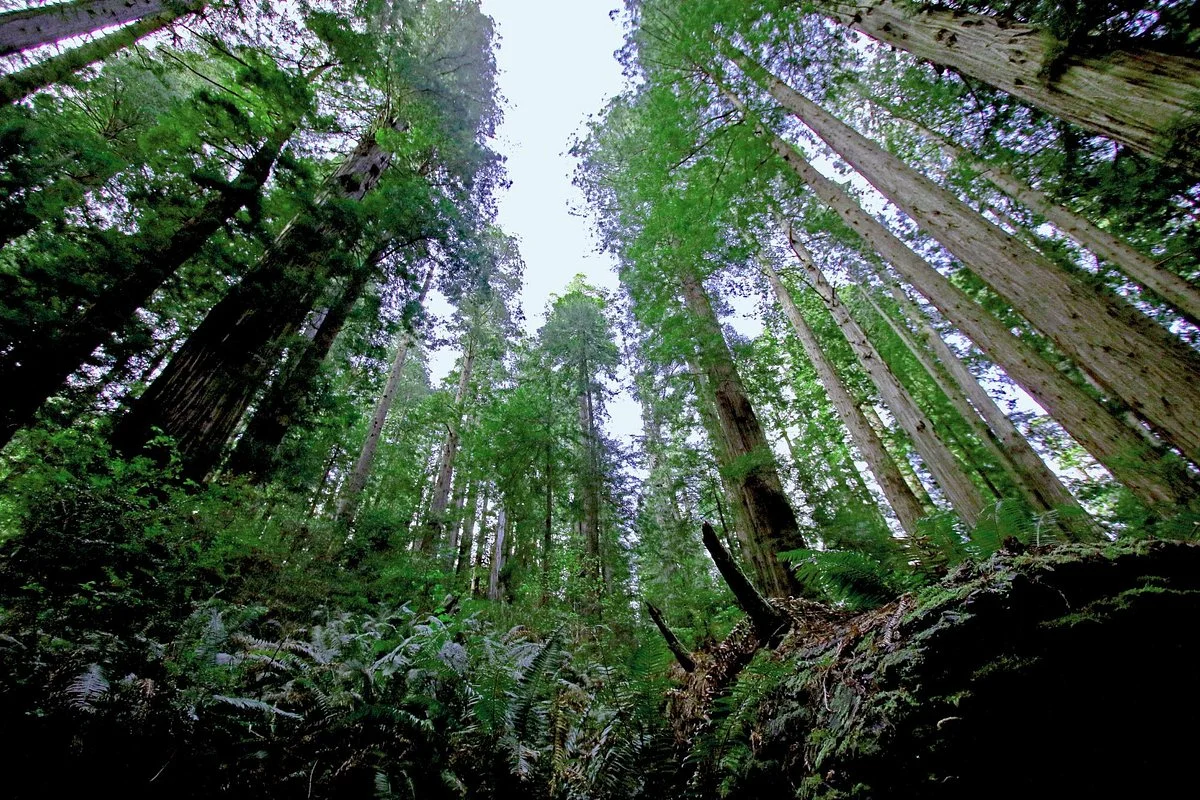 Trillium Falls Hike