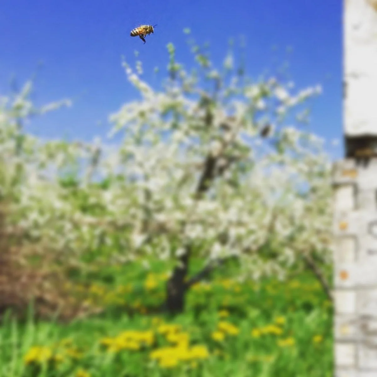 Green Mountain Orchards