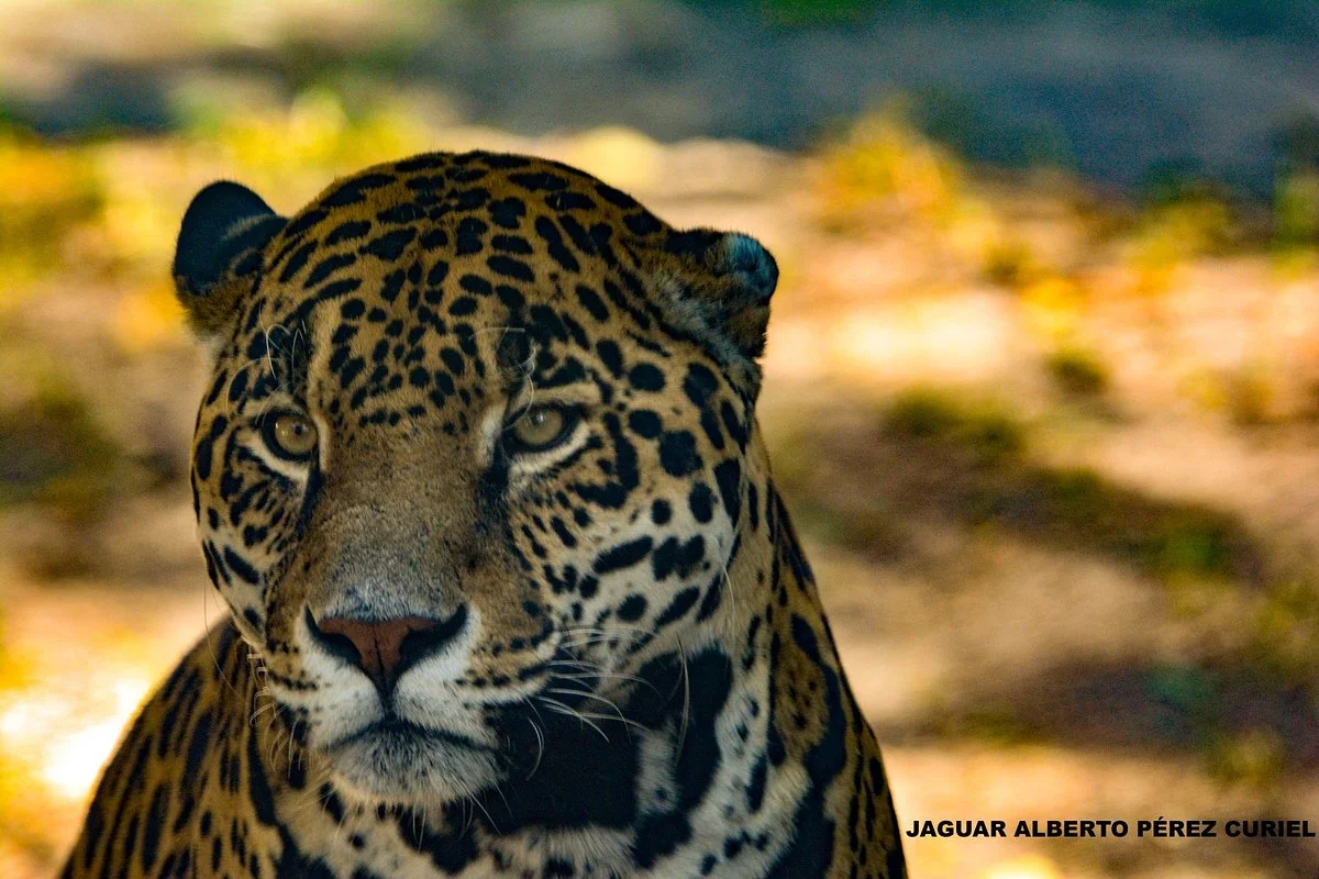 Zoologico de Altiplano