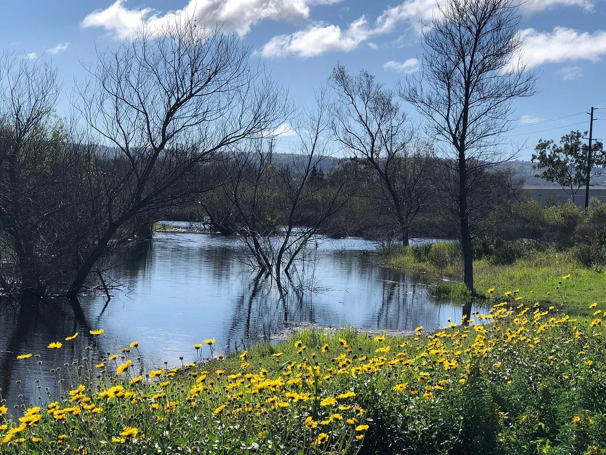 Madrona Marsh