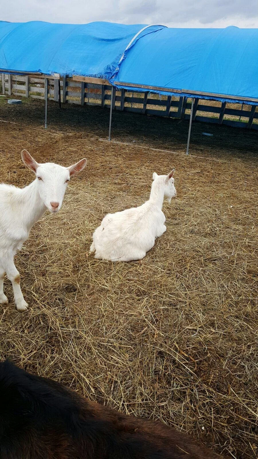 Goodale Farms