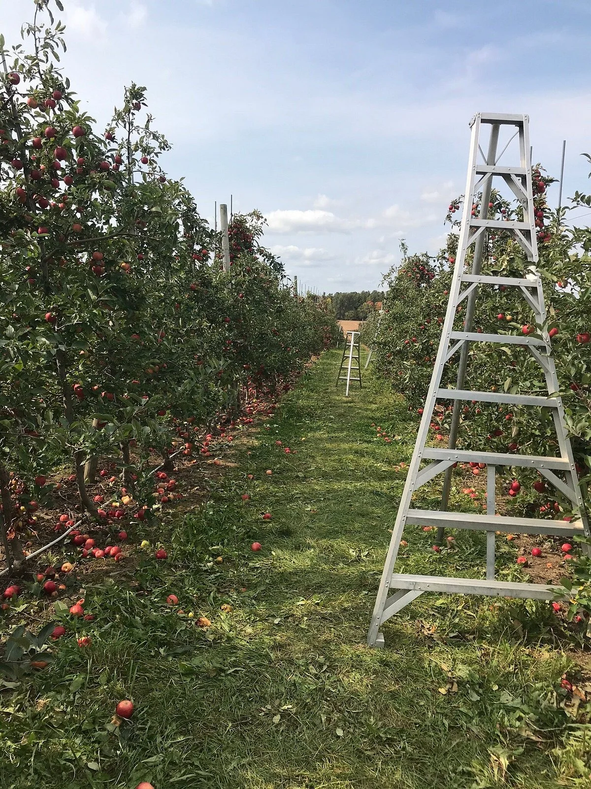 Petch Orchards