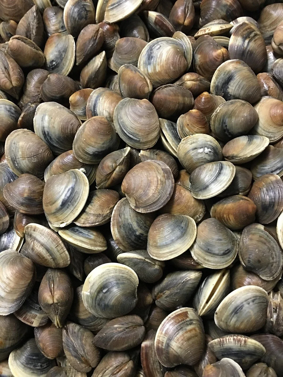 Southern Cross Sea Farms