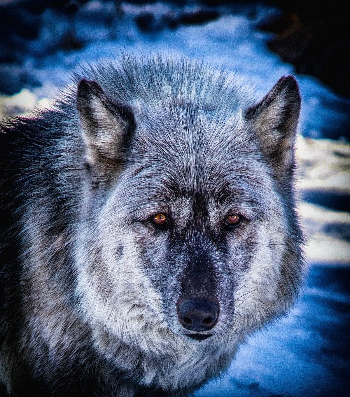 Rocky Mountain Wildlife Foundation