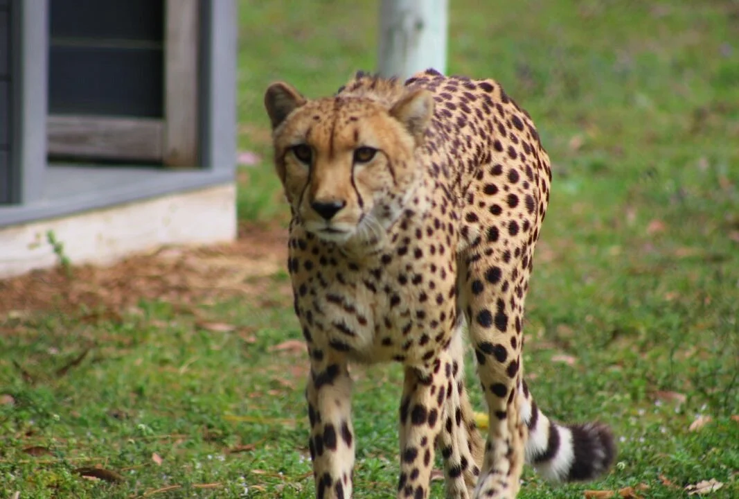 Panther Ridge Conservation Center