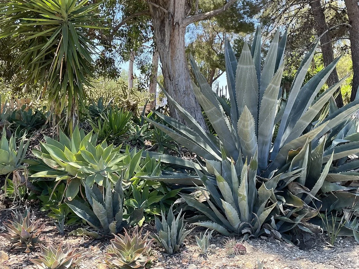 Conejo Valley Botanic Garden