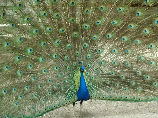 Popcorn Park Zoo